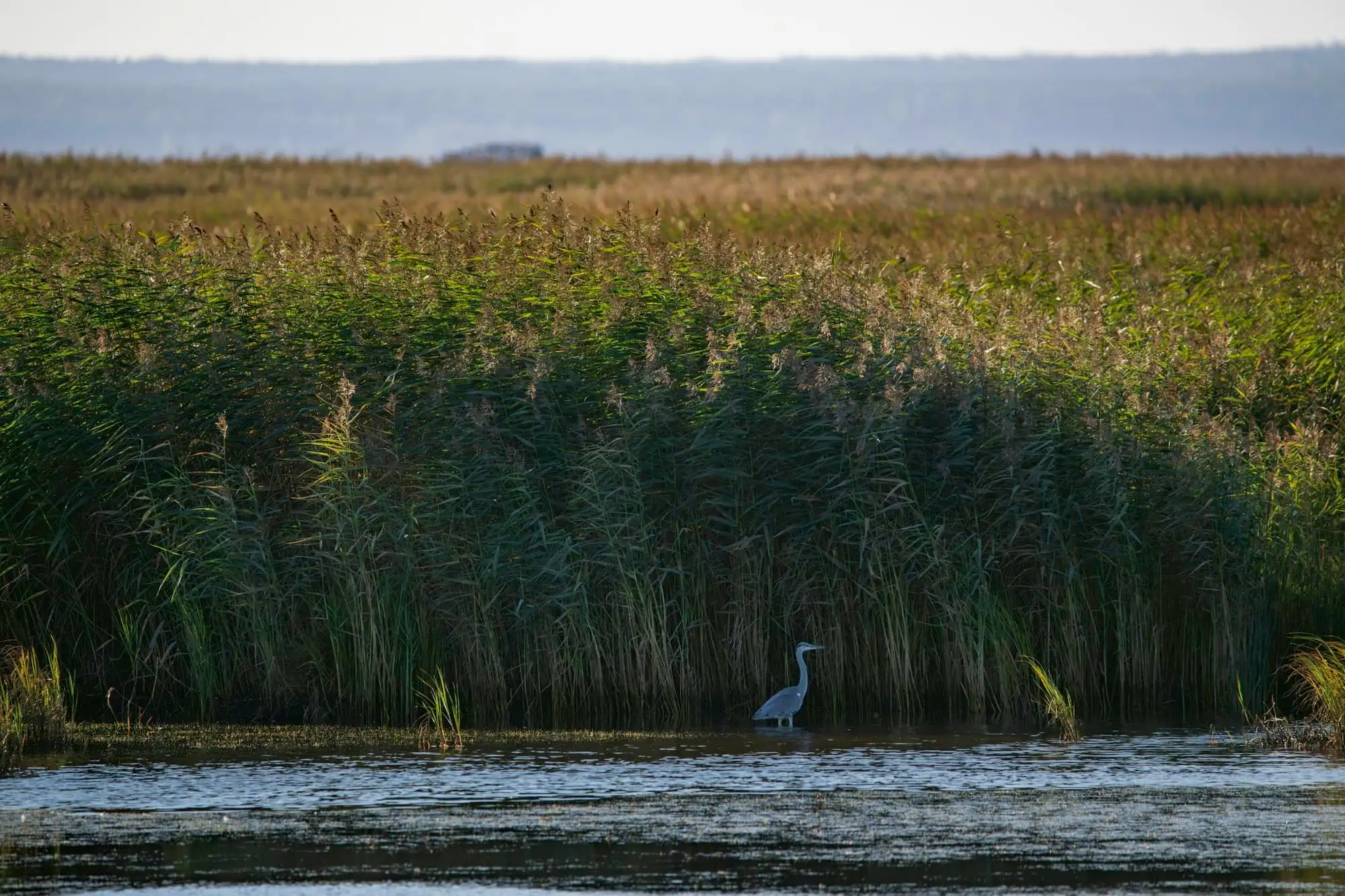 A heron standing in a reedbed at the edge of open water.