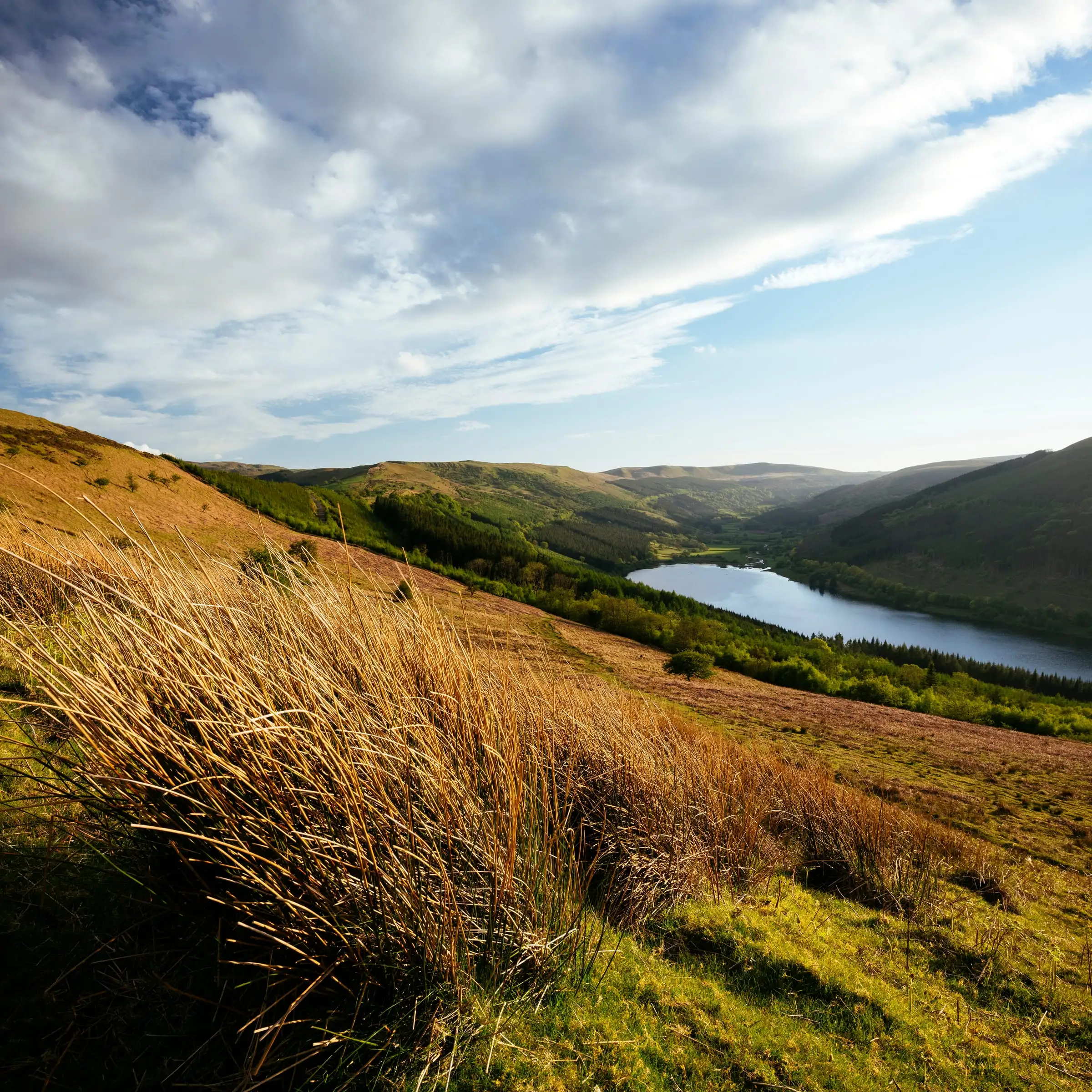 A reservoir lying in a wooded valley, seen from a hillside of tall golden grass under a wide sky.